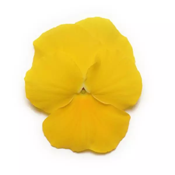 Виола Panola XP Жёлтая - Viola x wittrockiana Panola XP Yellow - Фото №1