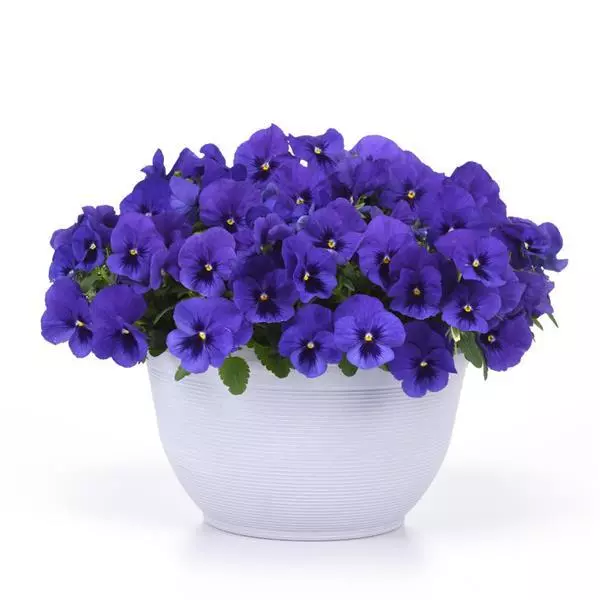 Виола стелющаяся Top Wave Синяя с пятном - Viola x wittrockiana Top Wave Blue Blotch - Фото №2