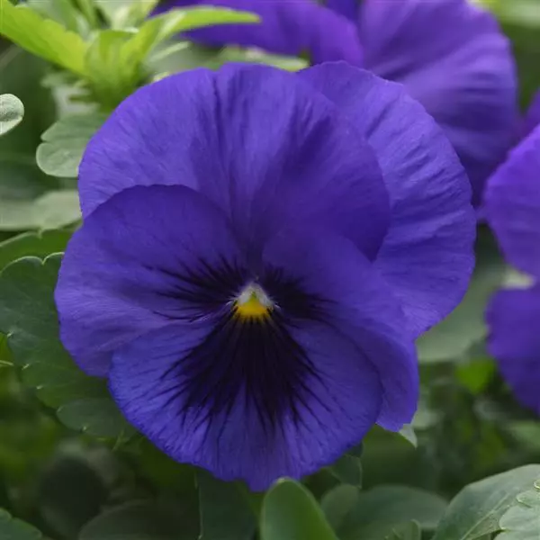 Виола стелющаяся Top Wave Синяя с пятном - Viola x wittrockiana Top Wave Blue Blotch - Фото №1