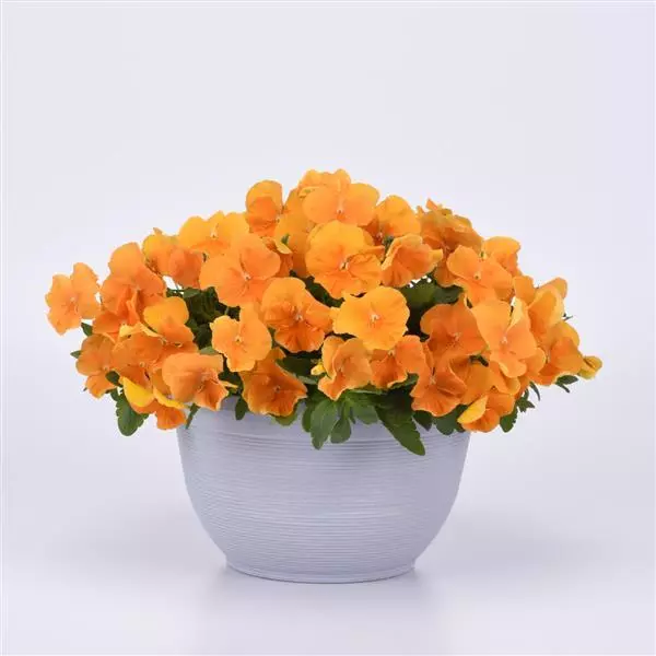 Виола стелющаяся Top Wave Оранжевая - Viola x wittrockiana Top Wave Orange - Фото №2