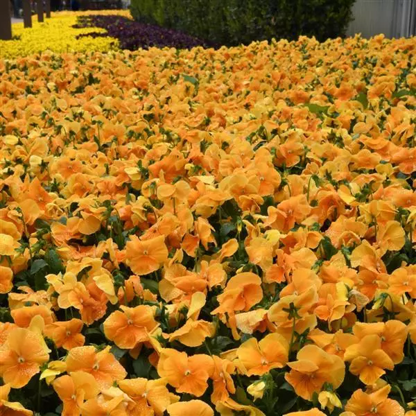 Виола стелющаяся Top Wave Оранжевая - Viola x wittrockiana Top Wave Orange - Фото №3
