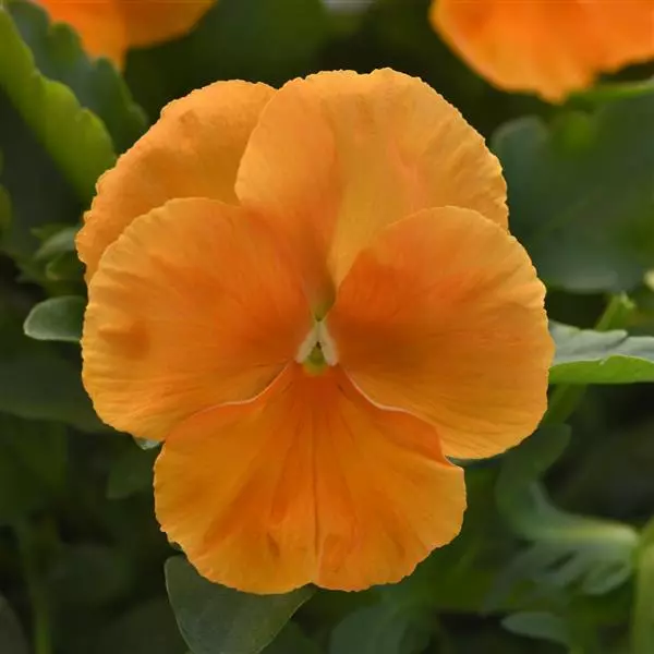 Виола стелющаяся Top Wave Оранжевая - Viola x wittrockiana Top Wave Orange - Фото №1
