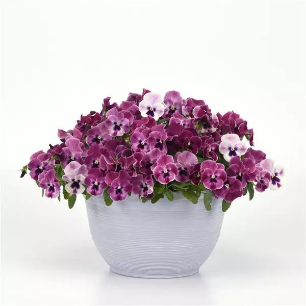 Виола стелющаяся Top Wave Розовые оттенки - Viola x wittrockiana Top Wave Pink Shades - Фото №2