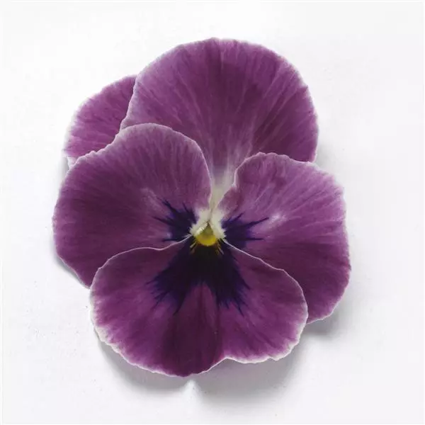 Виола стелющаяся Top Wave Розовые оттенки - Viola x wittrockiana Top Wave Pink Shades - Фото №1