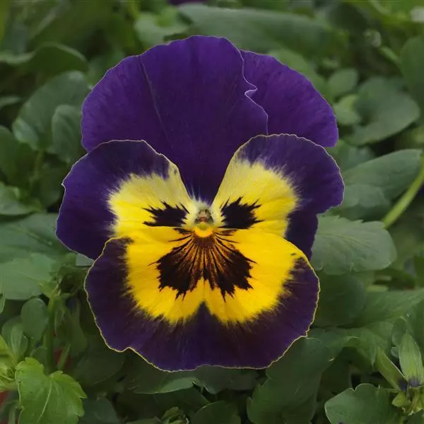 Виола стелющаяся Top Wave Пурпурный солнечный центр - Viola x wittrockiana Top Wave Purple Sunburst - Фото №2