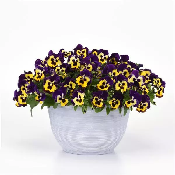Виола стелющаяся Top Wave Пурпурный солнечный центр - Viola x wittrockiana Top Wave Purple Sunburst - Фото №3