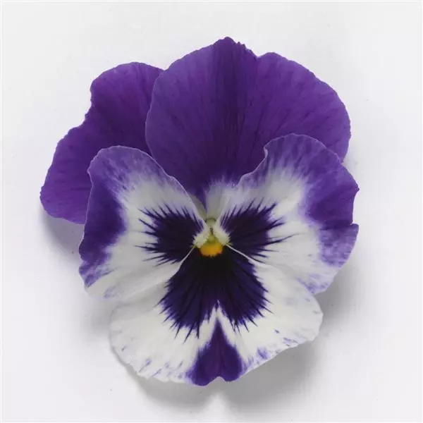 Виола стелющаяся Top Wave Пурпурно-белая - Viola x wittrockiana Top Wave Purple White - Фото №2