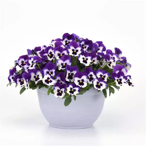 Виола стелющаяся Top Wave Пурпурно-белая - Viola x wittrockiana Top Wave Purple White - Фото №3
