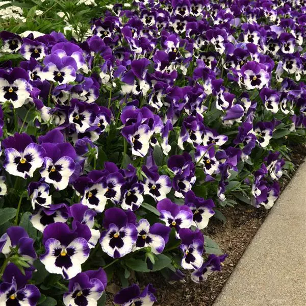 Виола стелющаяся Top Wave Пурпурно-белая - Viola x wittrockiana Top Wave Purple White - Фото №4