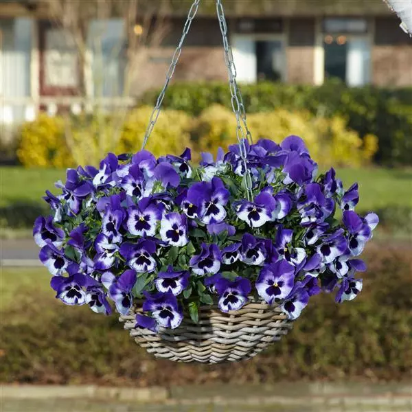 Виола стелющаяся Top Wave Пурпурно-белая - Viola x wittrockiana Top Wave Purple White - Фото №1