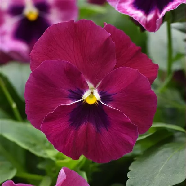 Виола стелющаяся Top Wave Розовая с пятном - Viola x wittrockiana Top Wave Rose Blotch - Фото №1