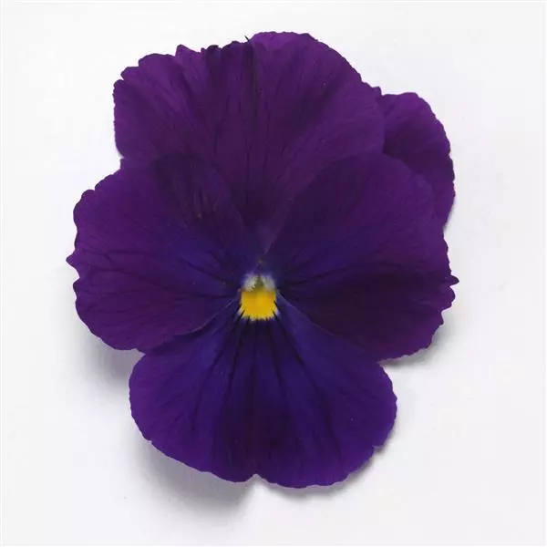 Виола стелющаяся Top Wave Фиолетовая - Viola x wittrockiana Top Wave Violet - Фото №2