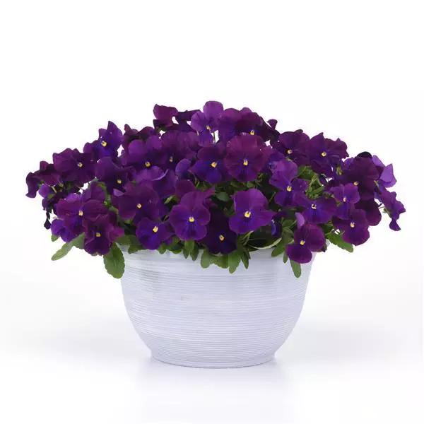 Виола стелющаяся Top Wave Фиолетовая - Viola x wittrockiana Top Wave Violet - Фото №3