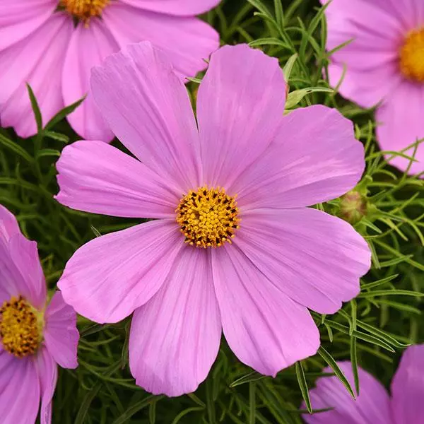 Космея Соната Розовая - Cosmos Sonata Pink