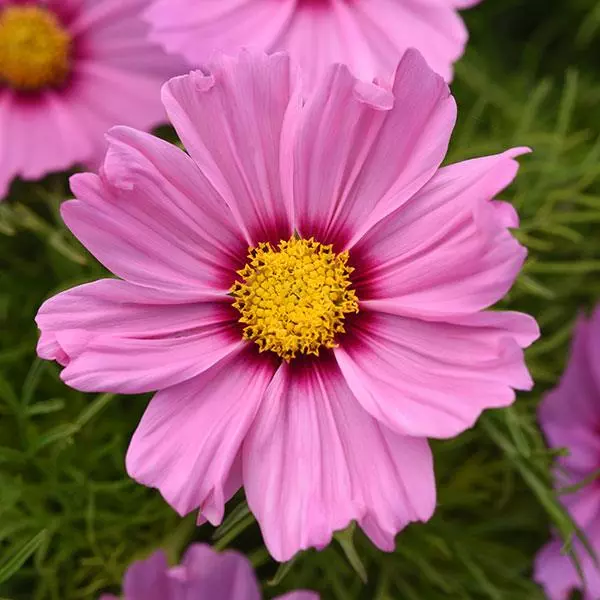 Космея Соната Розовый Румянец - Cosmos Sonata Pink Blush