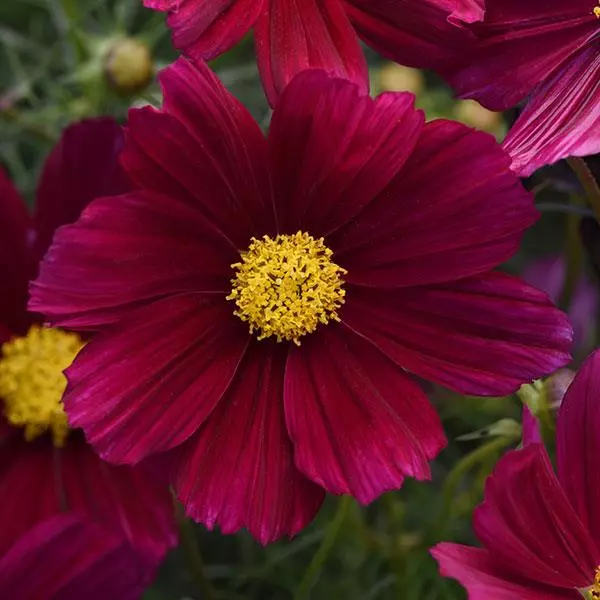 Космея Соната Пурпурные Оттенки - Cosmos Sonata Purple Shades