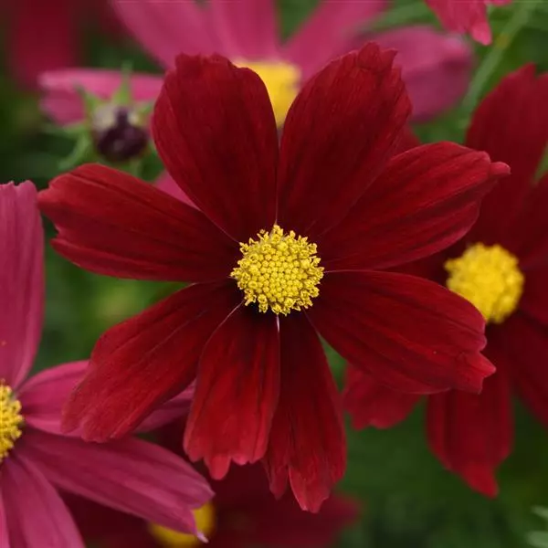 Космея Соната Красные Оттенки - Cosmos Sonata Red Shades