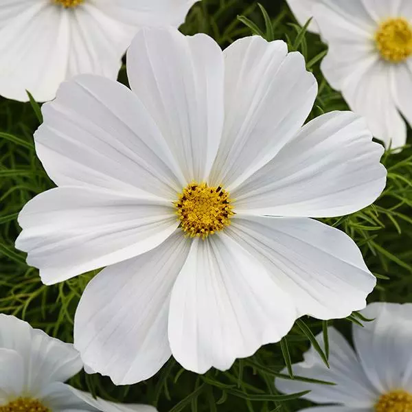 Космея Соната Белая - Cosmos Sonata white